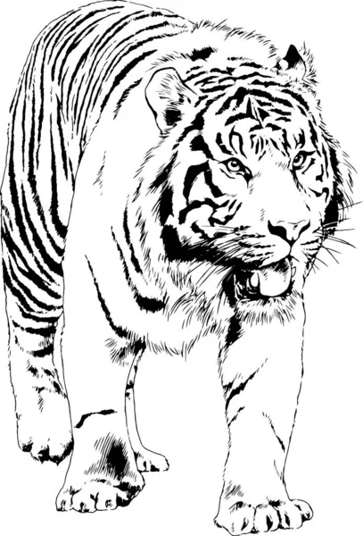 Tigre Dessiné Encre Des Mains Tatouage Prédateur Logo — Image vectorielle