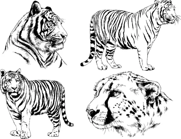 Reihe Von Vektorzeichnungen Zum Thema Raubtiere Tiger Werden Von Hand — Stockvektor