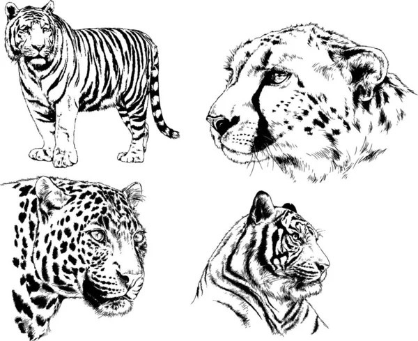 Set Vector Drawings Theme Predators Tigers Drawn Hand Ink Tattoo — Stock Vector