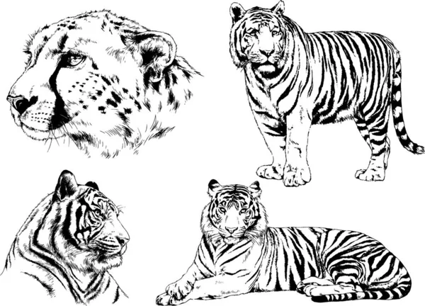 Set Vector Drawings Theme Predators Tigers Drawn Hand Ink Tattoo — Stock Vector