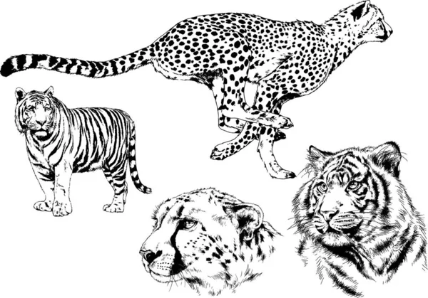 Set Vector Drawings Theme Predators Tigers Drawn Hand Ink Tattoo — Stock Vector