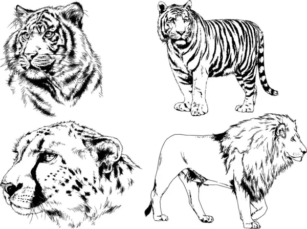 Set Vector Drawings Theme Predators Tigers Drawn Hand Ink Tattoo — Stock Vector