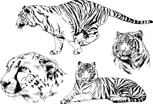 Serie Disegni Vettoriali Sul Tema Dei Predatori Tigri Sono Disegnati — Vettoriale Stock