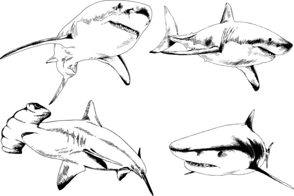 Grande Tubarão Branco Desenhado Tinta Logotipo Esboço Mão Livre —  Vetores de Stock