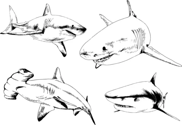 Großer Weißer Hai Gezeichnet Tusche Freihand Skizze Logo — Stockvektor