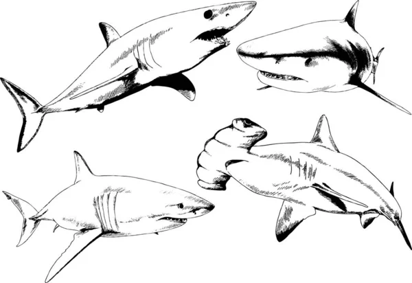 Grand Requin Blanc Dessiné Encre Croquis Main Levée Logo — Image vectorielle