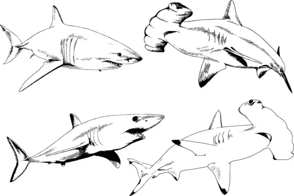 Grand Requin Blanc Dessiné Encre Croquis Main Levée Logo — Image vectorielle