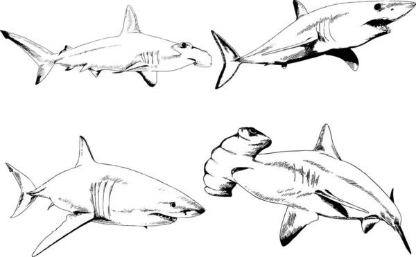 Velký Bílý Žralok Rukopisu Ruky Nákres Loga — Stockový vektor