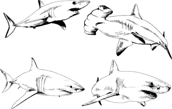 Grand Requin Blanc Dessiné Encre Croquis Main Levée Logo — Image vectorielle