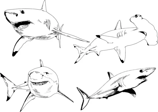 Μεγάλος Λευκός Καρχαρίας Στο Μελάνι Σκίτσο Ελεύθερο Λογότυπο — Διανυσματικό Αρχείο