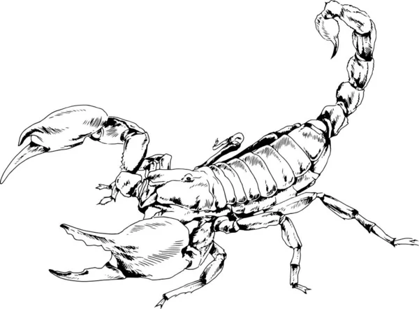 Atakujący Skorpion Jest Narysowany Atramentem Białym Tle Tatuażu Logo — Wektor stockowy