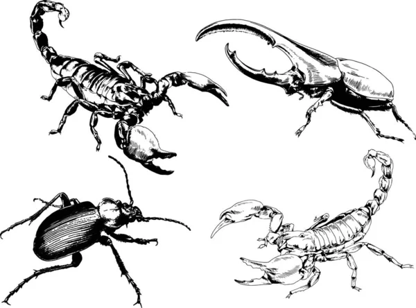 Desenhos Vetoriais Esboços Diferentes Insetos Insetos Escorpiões Aranhas Desenhadas Tinta —  Vetores de Stock