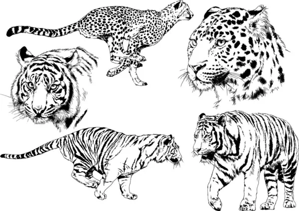 Set Vector Drawings Theme Predators Tigers Drawn Hand Ink Tattoo — Stock Vector