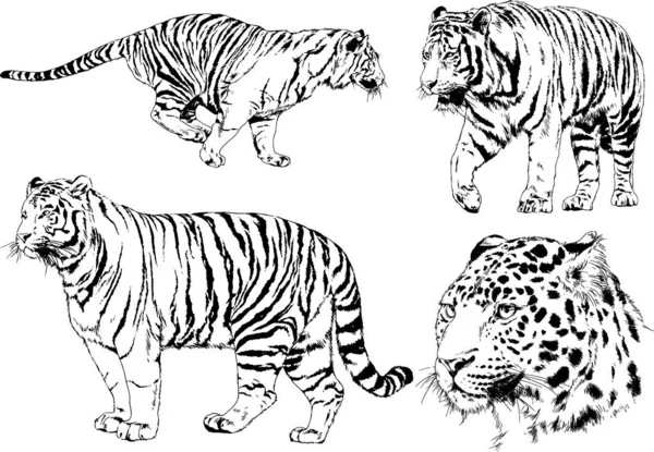 Conjunto Dibujos Vectoriales Sobre Tema Los Depredadores Tigres Dibujan Mano — Vector de stock