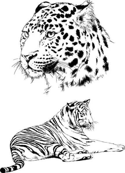 Conjunto Dibujos Vectoriales Sobre Tema Los Depredadores Tigres Dibujan Mano — Vector de stock