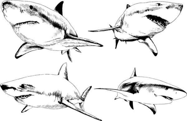 Grand Requin Blanc Dessiné Encre Croquis Main Levée Logo — Image vectorielle