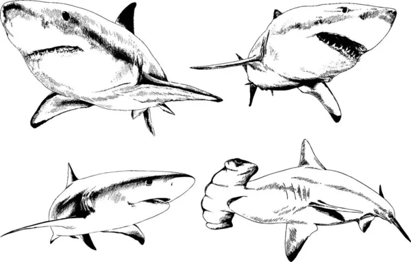 Grand Requin Blanc Dessiné Encre Croquis Main Levée Logo — Image vectorielle