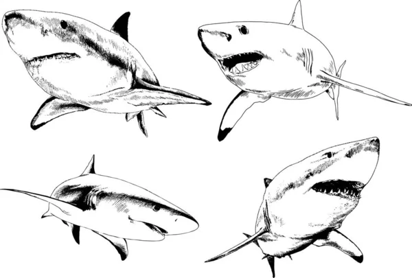 Großer Weißer Hai Gezeichnet Tusche Freihand Skizze Logo — Stockvektor