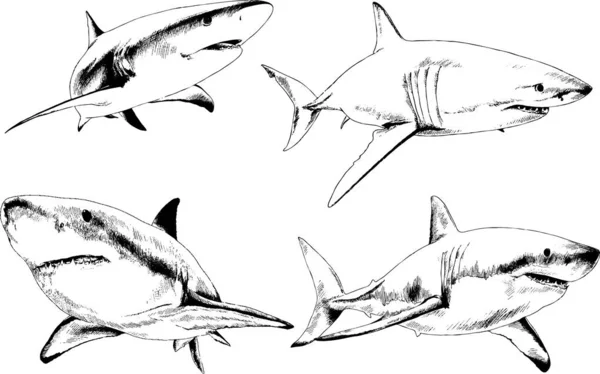 Grand Requin Blanc Dessiné Encre Croquis Main Levée Logo — Image vectorielle