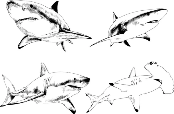 Grand Requin Blanc Dessiné Encre Croquis Main Levée Logo — Image vectorielle