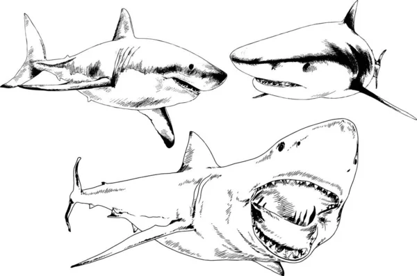 Grand Requin Blanc Dessiné Encre Croquis Main Levée Logo — Image vectorielle