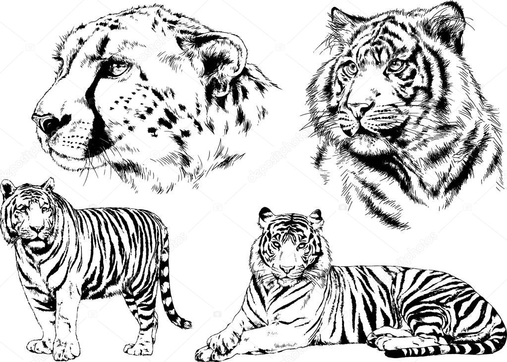 set of vector drawings on the theme of predators tigers are drawn by hand with ink tattoo logos