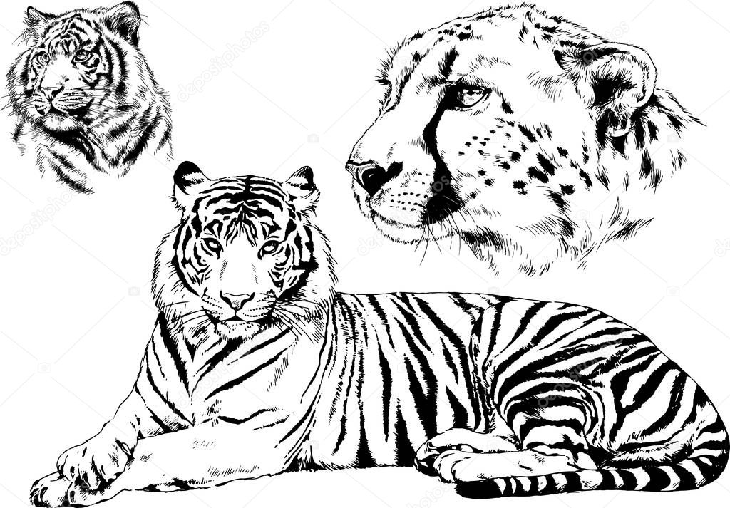 set of vector drawings on the theme of predators tigers are drawn by hand with ink tattoo logos