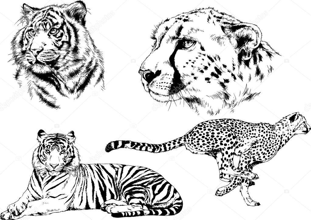 set of vector drawings on the theme of predators tigers are drawn by hand with ink tattoo logos