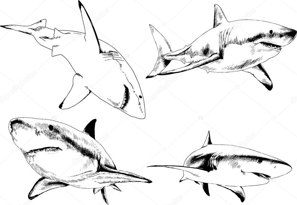 great white shark drawn in ink freehand sketch logo