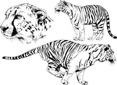 Yırtıcıların temasındaki vektör çizimleri mürekkep dövmeli logolarla elle çizilir.