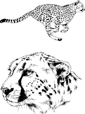 Yırtıcıların temasındaki vektör çizimleri mürekkep dövmeli logolarla elle çizilir.