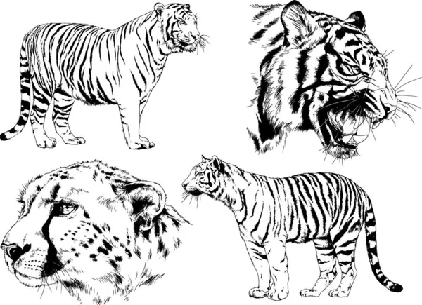 Set Vector Drawings Theme Predators Tigers Drawn Hand Ink Tattoo — Stock Vector