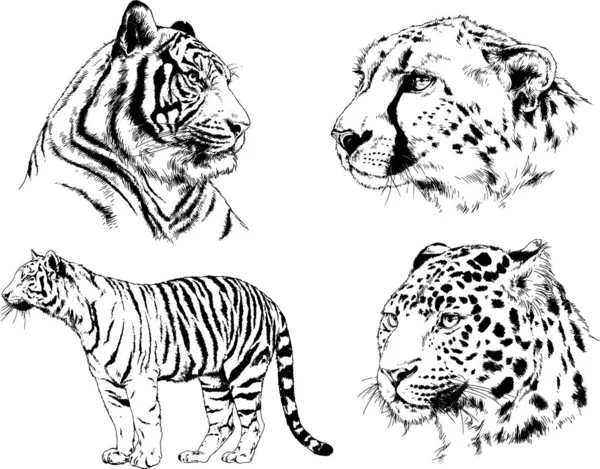 Conjunto Dibujos Vectoriales Sobre Tema Los Depredadores Tigres Dibujan Mano — Vector de stock