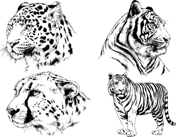 Serie Disegni Vettoriali Sul Tema Dei Predatori Tigri Sono Disegnati — Vettoriale Stock