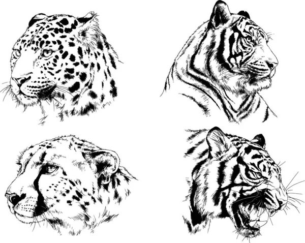 Set Vector Drawings Theme Predators Tigers Drawn Hand Ink Tattoo — Stock Vector