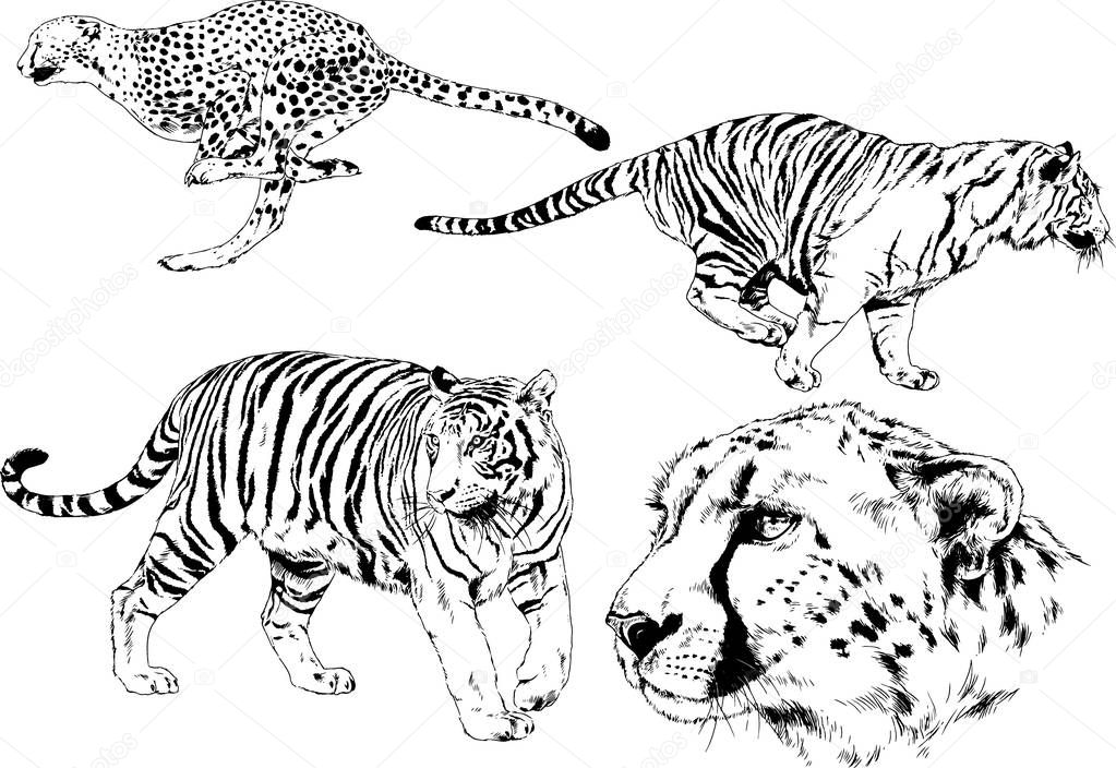 set of vector drawings on the theme of predators tigers are drawn by hand with ink tattoo logos