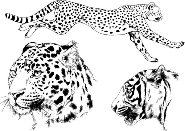 Serie Disegni Vettoriali Sul Tema Dei Predatori Tigri Sono Disegnati — Vettoriale Stock