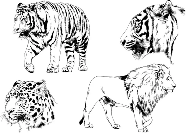 Set Vector Drawings Theme Predators Tigers Drawn Hand Ink Tattoo — Stock Vector