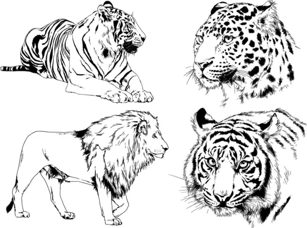 Set Vector Drawings Theme Predators Tigers Drawn Hand Ink Tattoo — Stock Vector