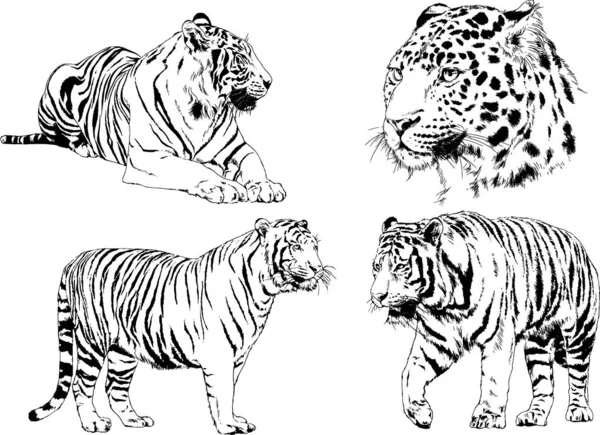 Ensemble Dessins Vectoriels Sur Thème Des Prédateurs Tigres Sont Dessinés — Image vectorielle