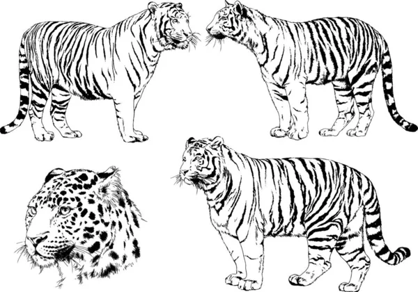 Zestaw Rysunków Wektorowych Temat Drapieżników Tygrysy Rysowane Ręcznie Logo Tatuażu — Wektor stockowy