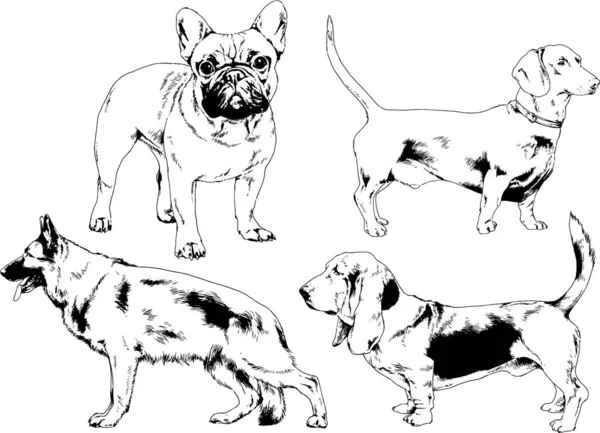 Croquis Vectoriels Différentes Races Chiens Dessinés Encre Main Sans Arrière — Image vectorielle