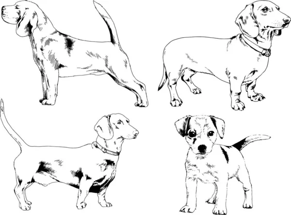 Vector Sketches Different Breeds Dogs Drawn Ink Hand Background Selected — Stock Vector