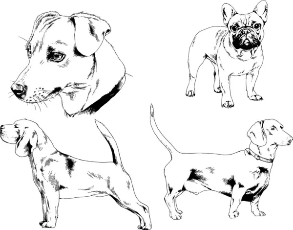 Vector Sketches Different Breeds Dogs Drawn Ink Hand Background Selected — Stock Vector