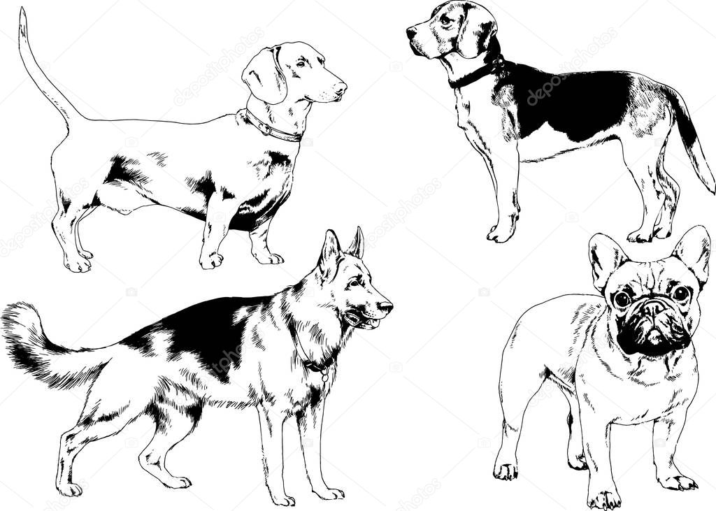 vector sketches of different breeds of dogs drawn in ink by hand with no background, selected objects
