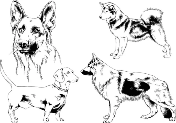 Sketsa Vektor Dari Keturunan Yang Berbeda Dari Anjing Yang Digambar - Stok Vektor