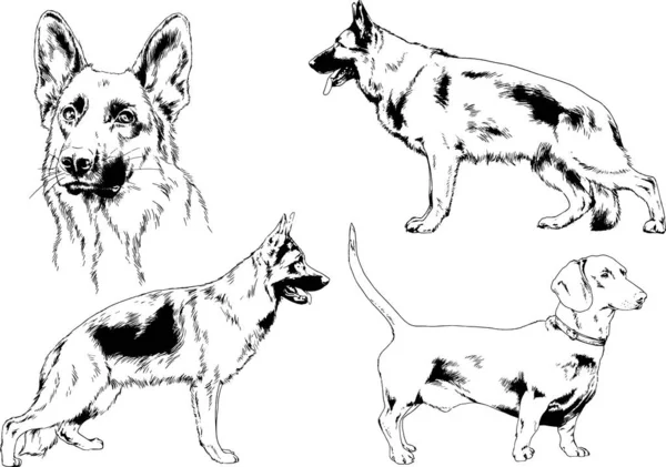 Esboços Vetoriais Raças Diferentes Cães Desenhados Tinta Mão Sem Fundo —  Vetores de Stock