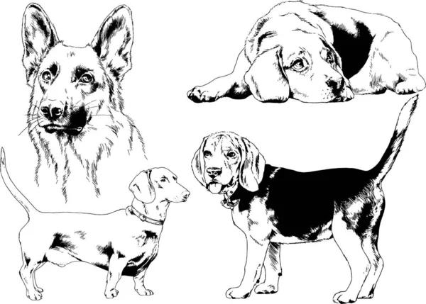 Bosquejos Vectoriales Diferentes Razas Perros Dibujados Tinta Mano Sin Fondo — Archivo Imágenes Vectoriales