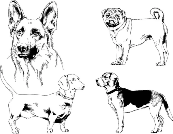 Bosquejos Vectoriales Diferentes Razas Perros Dibujados Tinta Mano Sin Fondo — Vector de stock