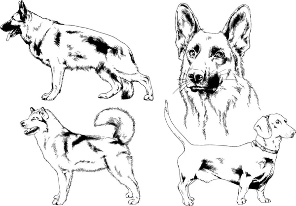 不同品种的犬用墨水绘制的矢量草图没有背景 选定的对象 — 图库矢量图片